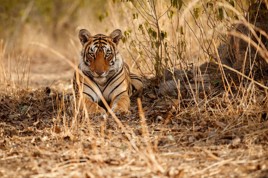 Royal bengal tiger, Panthera tigris tigris, beautiful tiger female is resting in the nature habitat, female, big cat, Ranthambhore national park, India