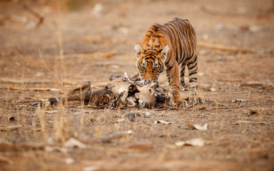 Naklejka premium Royal bengal tiger, Panthera tigris tigris, beautiful tiger cub eating the rest of Nilgai in the nature habitat, small tiger cub, rare, eating, hunt, Ranthambhore national park, India