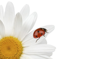 Ladybug is sitting on camomile Isolated on white background