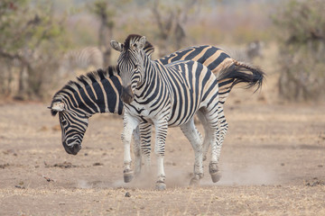 Fototapeta na wymiar Playing common zebra (Equus quagga), Kruger Park, South Africa