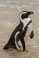 Jackass penguin group (Spheniscus demersus), Cape Town, South Africa
