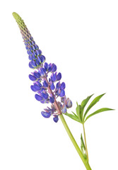 Obraz premium dark blue lcolor upine flower on white