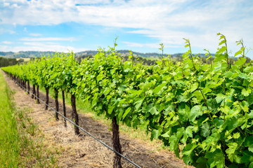 Fototapeta na wymiar Grape vines in Barossa Valley