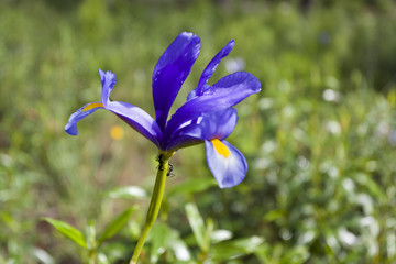 Lirio espa&ntilde;ol. Iris xiphium