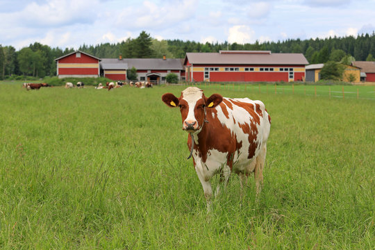 Cow Standing on Green Field with Farmstead on the Background