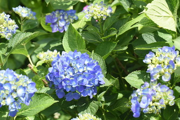 緑色の薄い顔立ち