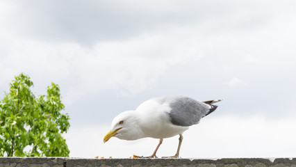 sea gull bird postcard