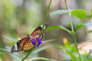 Exotischer Schmetterling