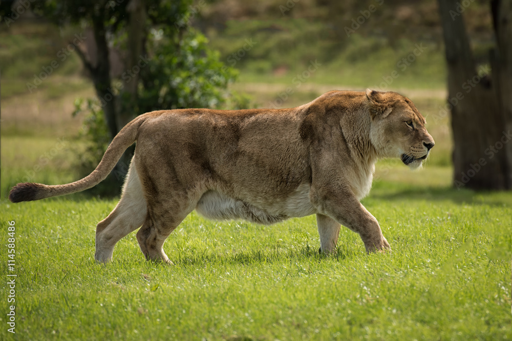 Poster a full image of a lioness on the prowl walking and alert