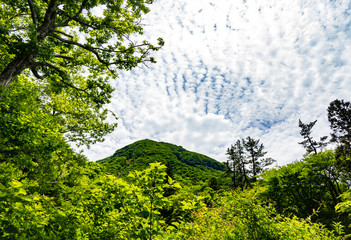 Obraz premium 初夏の雨ヶ池