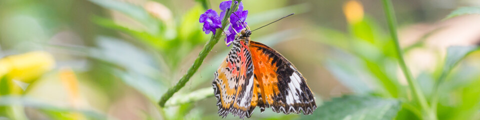 Exotischer Schmetterling