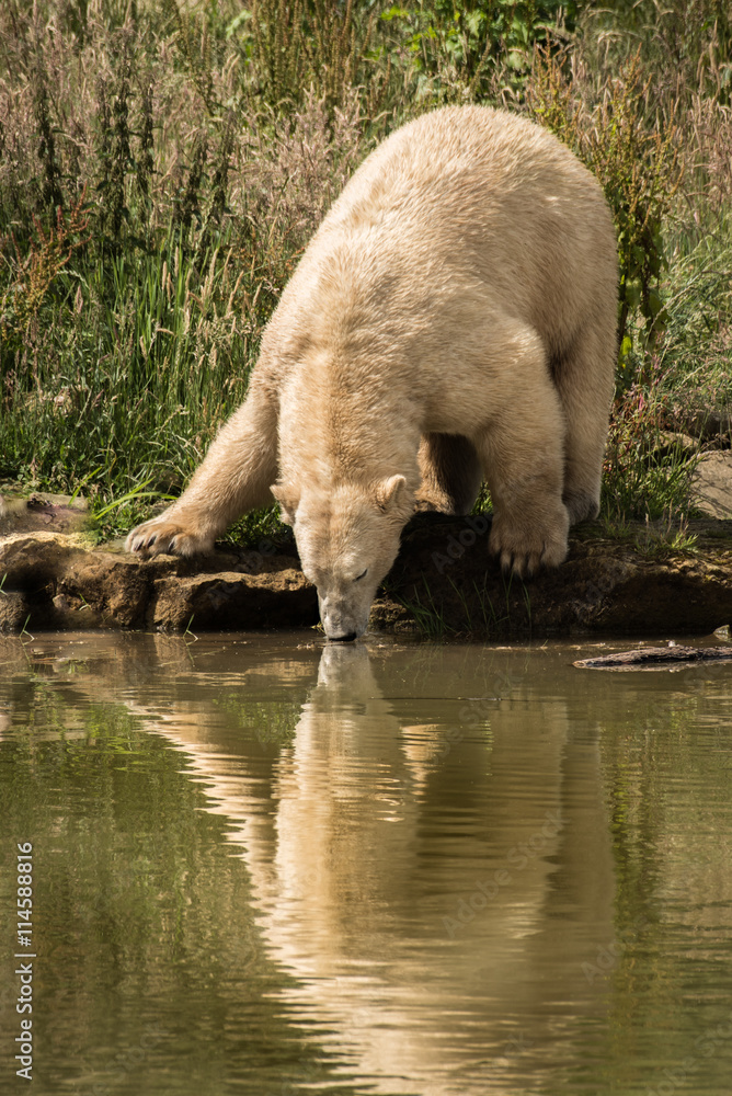Poster upright vertical image of a polar bear drinking at a lake complete with reflection in the water