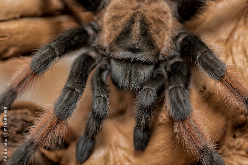Poster extremely close up image of a tarantula spider macro