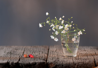 White elegant gypsophila.