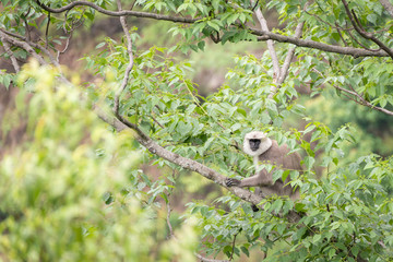 Gray langur