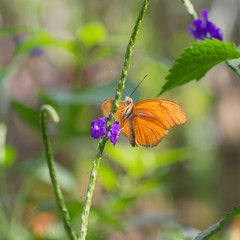 Exotischer Schmetterling