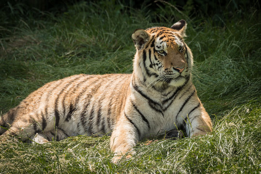 portrait of a tiger lying down and looking alert