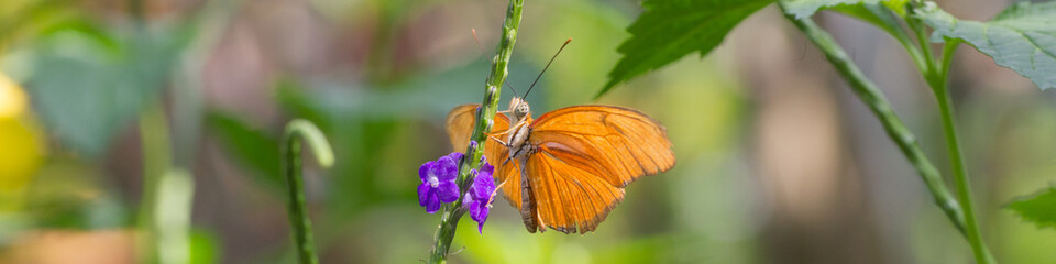 Exotischer Schmetterling