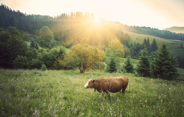 Naklejka premium Cow on green meadow. Nature composition. real