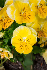 Viola yellow Pansy Flower in garden.