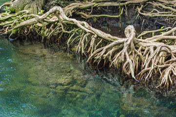 mangrove trees