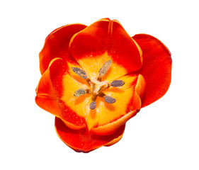 Close up Red tulip isolated on white background.