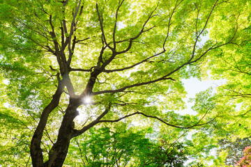 green maple tree in forest natural background.
