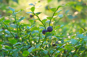Close up of a bush of blueberries with berries in a summer forest