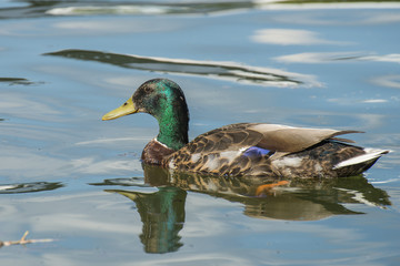 Eine Ente schwimmt auf einem See an einem warmen Sommer Tag
