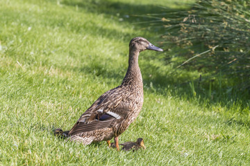 Ein Entenkücken mit Mutter an einem Seeufer