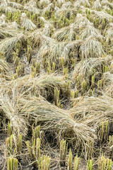 Harvested rice field