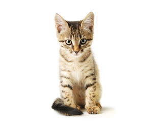 Fototapeta na wymiar Little cute grey striped kitten isolated on white background.