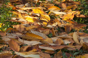 Blätter mit Herbstfärbung auf der Wiese