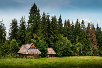 Fototapeta na wymiar Old log cabin in the forest