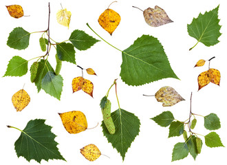 set of summer green and autumn yellow birch leaves