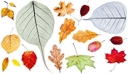 set of different autumn leaves isolated