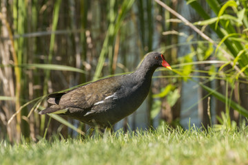 Ein Teichhuhn vor Schilfrohr an einem See