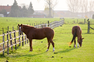 Two chestnut horses in a green paddock