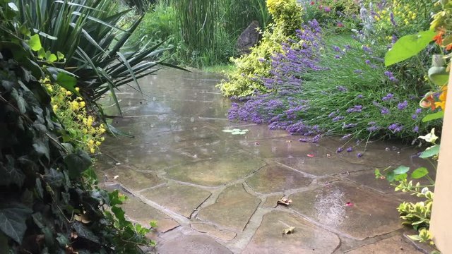 Close up of heavy rain on path in park between flowers and lavender.
