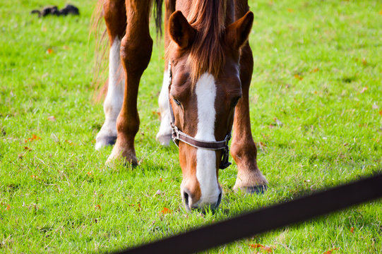Chestnut horse with a white blaze