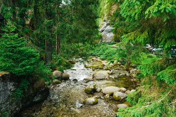 Fototapeta na wymiar Flowing stream on the forest