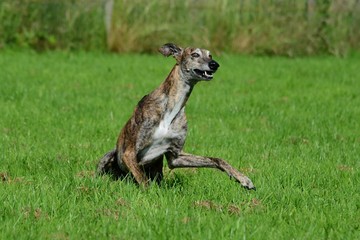 fröhlich lachender Galgo steht auf