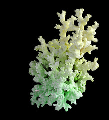 coral on black background © Dmitry