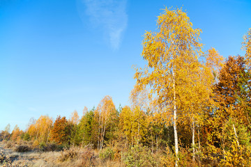 Fototapeta premium Colorful autumn forest on a background of blue sky