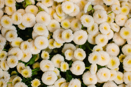 white Daisy Bellis flower background