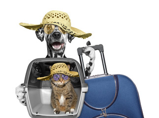 dog and cat in transportation box are going to travel - obrazy, fototapety, plakaty