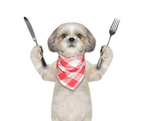 dog wants to eat and hold knife and fork