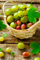 ripe, fresh, organic gooseberries