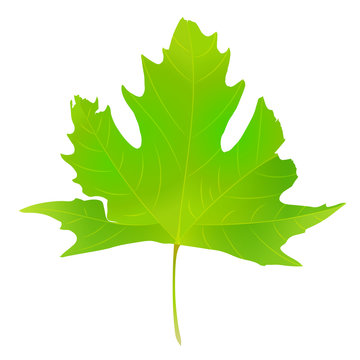 Maple leaf vector illustration