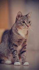Domestic cat with white paws